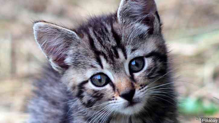 Friday is National Kitten Day!