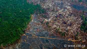 Brazil Amazon deforestation up in June, set for worst year in over a decade
