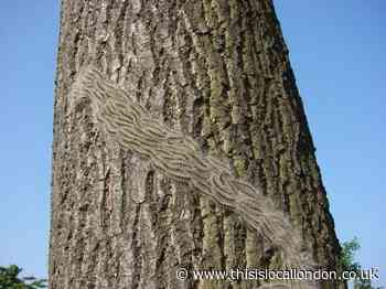 Where dangerous caterpillars are nesting in Hertsmere