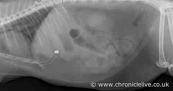 Shock after two cats shot with air rifle and left wounded