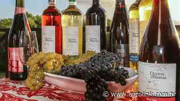 Cresce produção de vinhos fora da Serra - Agrolink