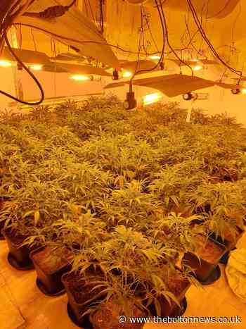 300 plant cannabis farm discovered in Westhoughton
