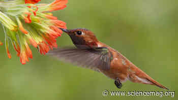Hummingbirds can count their way to food - Science Magazine