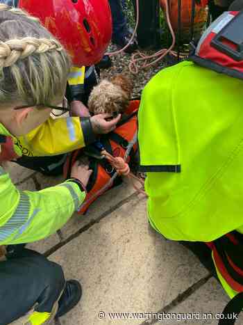 Harry the dog is rescued after falling into Manchester Ship Canal