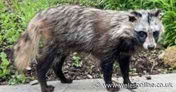 People are furious that the raccoon dog on the loose in Wales was killed after being caught - Wales Online
