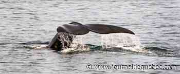 La baleine noire de l’Atlantique Nord se rapproche de l’extinction