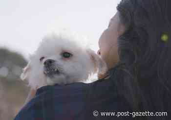 Pet Tales: Helping domestic violence centers that shelter pets, too