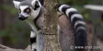 Lemurs, North Atlantic right whales and European hamsters are critically endangered     - CNET