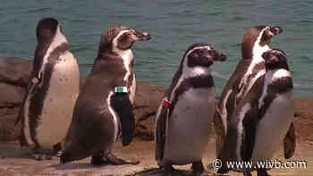 Penguins at Aquarium of Niagara create artwork for virtual program