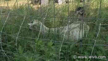 Silo City to get goatscaping makeover as part of pilot project for The Riverline