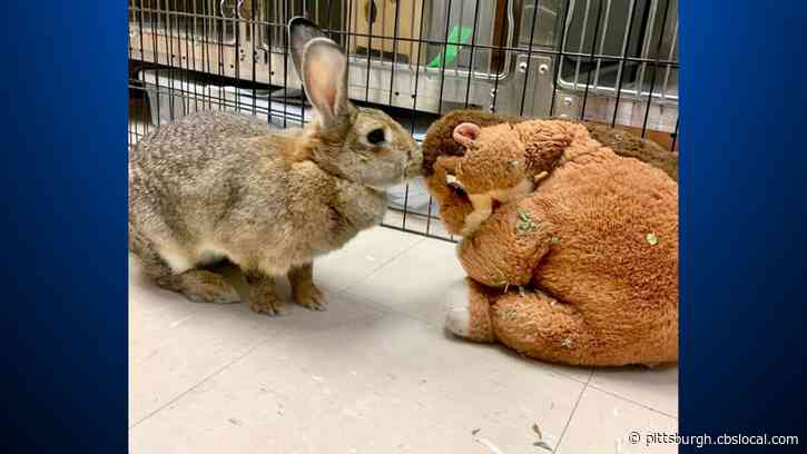 Furry Tails: Roo The Rabbit And Her Dinosaur Companion Find A New Home
