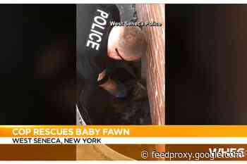 New York Officer Rescues Fawn Trapped in Basement Window Well