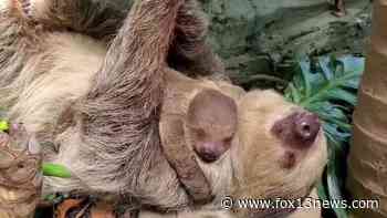 Baby sloth snuggles with mom at Rhode Island zoo - FOX 13 Tampa Bay