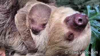 Baby Sloth Spends Summer Day Snuggling With Mom at Rhode Island Zoo - Yahoo News