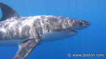 4 great white sharks detected near Rhode Island shore - Boston.com