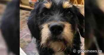 Finding Willy: Missing Weyburn dog safe after month on the run from drones, quads, traps