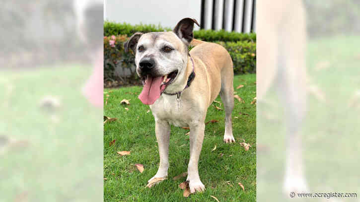 Chow-husky-Staffordshire terrier mix Meya is a big, cuddly bear