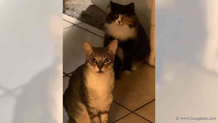 Cats Joey and Phoebe are the best of friends