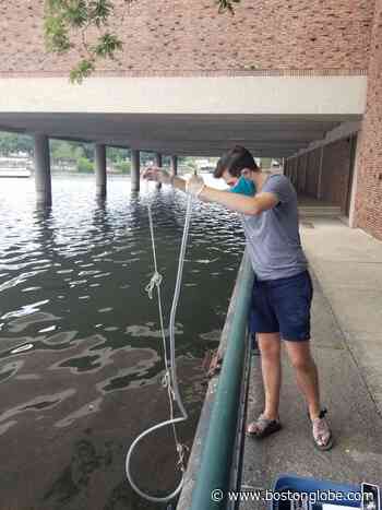 Conservation group warns of blue-green algae in Charles River - The Boston Globe