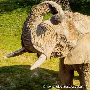 Le Zoo African Safari de Plaisance-du-Touch rouvre son circuit en voiture - Le Journal Toulousain