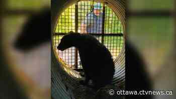 Bear trapped in Ottawa's west end, relocated to White Lake - CTV News Ottawa