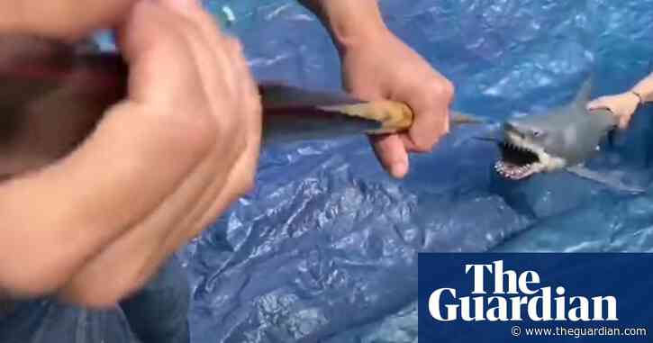 Bathtubs, fake blood and savaged Barbies: how a global army of ‘finatics’ recreated Jaws
