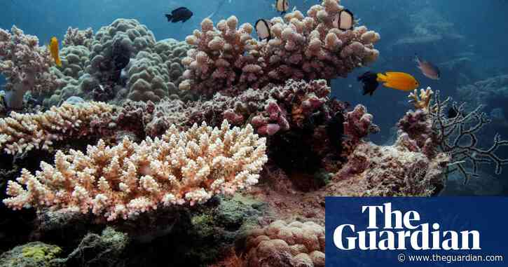 ‘A mockery’: Great Barrier Reef Foundation raises just $21m of $357m target