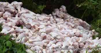 Watch: Piles of rotting chicken thighs dumped on Sutton Coldfield roadside - Birmingham Live