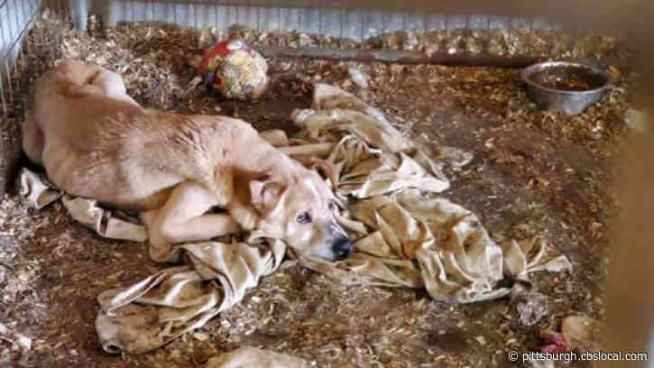 Over 200 Animals Taken From Dirty, Unhealthy Property