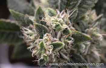 Director says medical marijuana could be in dispensaries this fall - Columbia Missourian
