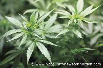 Idaho coalition for medical marijuana claims it should have more time for signatures, citing recent ruling - bigcountrynewsconnection.com