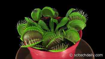 How Venus Flytraps Snap: Sophisticated Trapping Mechanism Revealed in New Research