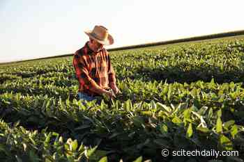 Climate Change Conundrum Faced by Farmers: Low Crop Yields or Revenue Instability