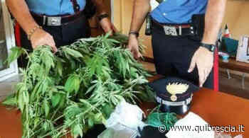 Isorella, coltiva marijuana e spaccia droga dalla cascina: in arresto - QuiBrescia - QuiBrescia.it
