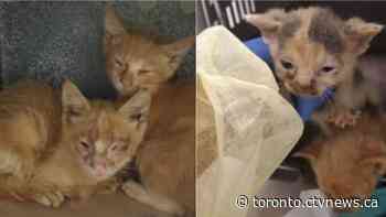 More than 150 cats found living in one Toronto home