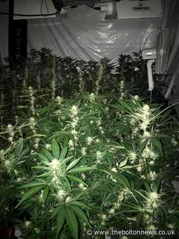 Large scale cannabis farm discovered in Hall i'th' Wood ­— second such operation found in Bolton within 24 hours
