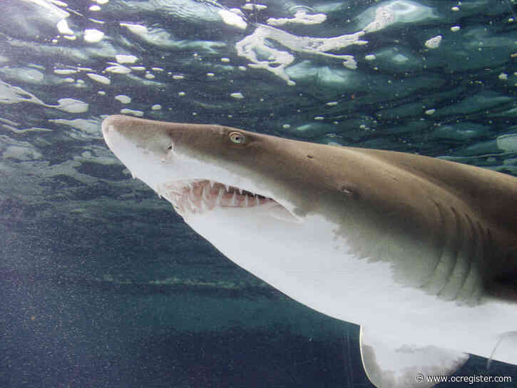Love sharks? Spotlight on sharks, rays at the Aquarium of Pacific