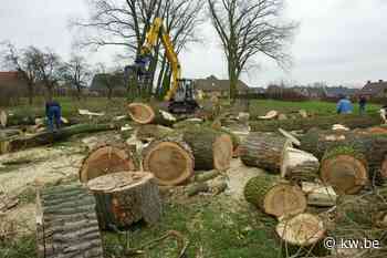 Overal daling van bomenkap, behalve in West-Vlaanderen - Krant van Westvlaanderen