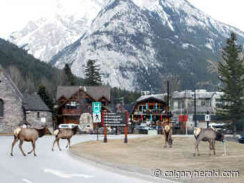 Multiple wildlife advisories prompts message of awareness, caution for Banff visitors - calgaryherald.com