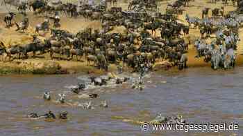 Ausbleibender Safari-Tourismus schadet Tieren: Die Wilderei in Afrika nimmt zu - Tagesspiegel