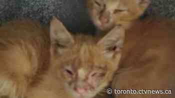 More than 150 cats found living in one Toronto home - CTV News