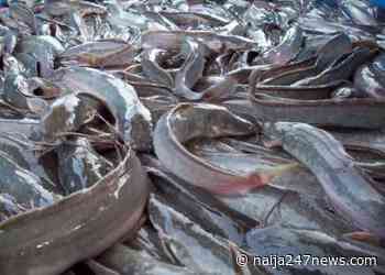 COVID19: Jos fish grillers lament low patronage - Naija247news