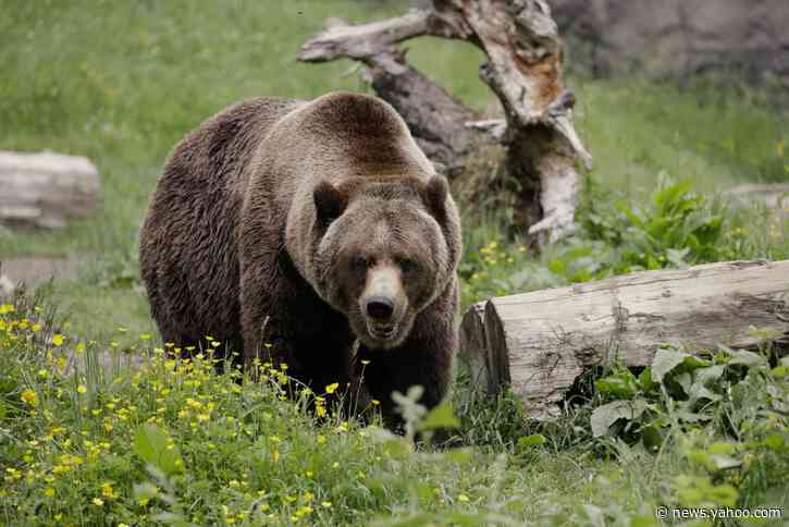 Conservation groups upset by North Cascades grizzly decision