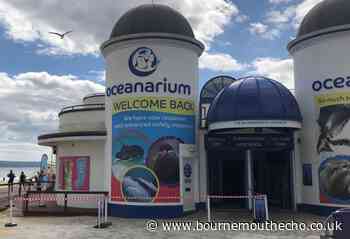 Oceanarium Bournemouth reopened on July 6 - Bournemouth Echo