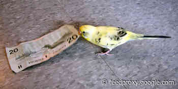 ProBeat: A Twitter subscription is more complicated than you think