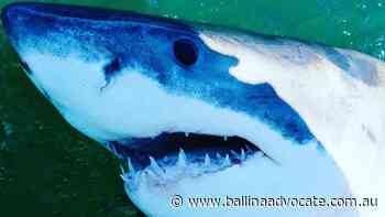 Expert confirms type of shark responsible for fatal attack - Ballina Shire Advocate
