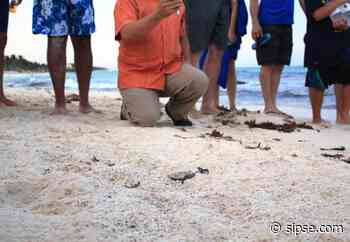 Playa del Carmen: Cierre de hoteles frena conteo de anidación y desove de la tortuga marina - sipse.com