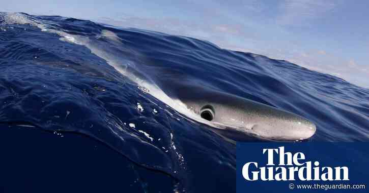 Planet of the apex: test your shark knowledge with our fin-tastic quiz
