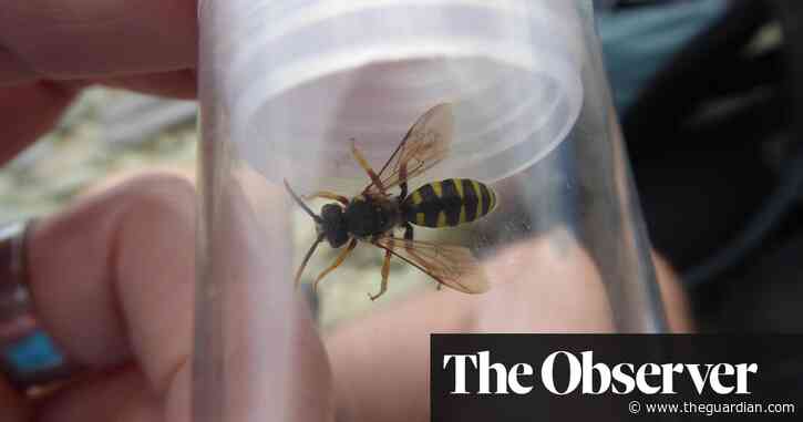 Making a beeline: wildflower paths across UK could save species