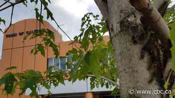 Invasion  of the creepy-crawlies: Southern Ontario residents battling plague of caterpillars